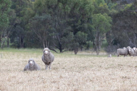 A pair or merino hogget rams together looking comical