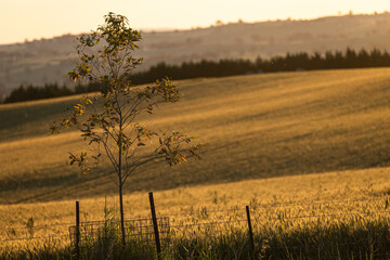 Field of wheat at sunset with young gum tree in foreground