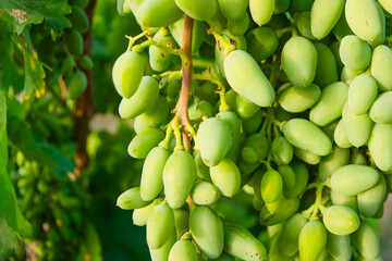 The golden sunlight bathed the lush vineyard, where bunches of grapes hung heavily on the vine