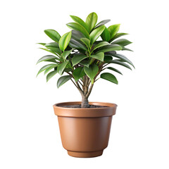 Obraz premium green plant in a pot