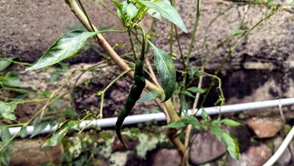Growing Green Chili Pepper Plant