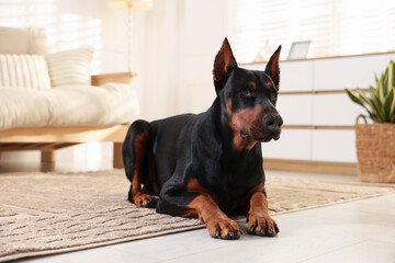 Adorable Doberman on floor at home. Domestic pet