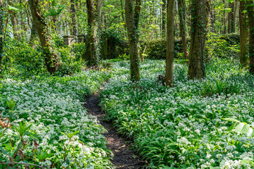 Penrhos in spring with Wild garlic and Bluebells, Anglesey