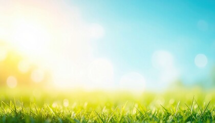 Obraz premium Sunlit grass landscape outdoor nature scene vibrant greenery peaceful environment eye-level view serenity concept