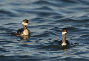 A pair of Black-necked grebe at Tubli bay, Bahrain