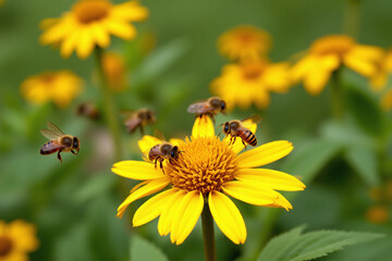 group of bees flying around a yellow flower
