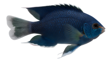 beautiful damselfish
