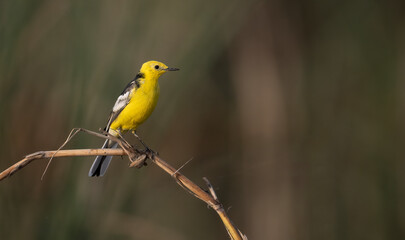Close-up of a Yellow wagtail perched on a branch.