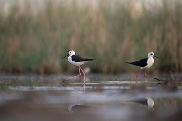 Two Black-winged Stilts wading in shallow water