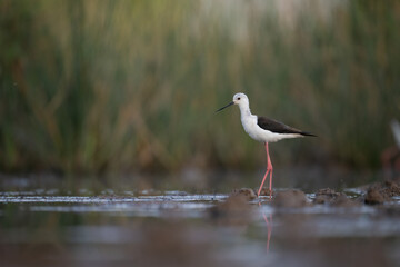  Black-winged Stilts wading in shallow water