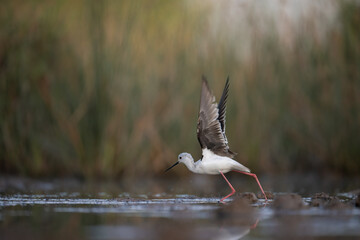 Black-winged Stilt Taking Flight Over Wetland