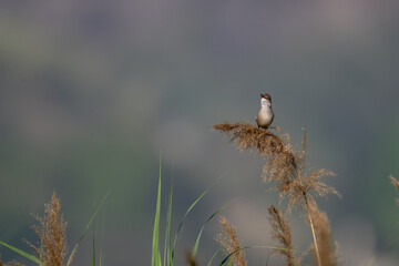 A delicate shot Clamorous reed warbler Bird perched on a cluster of dried reeds.