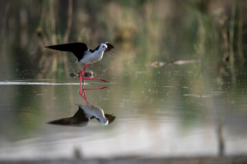 Black-winged Stilt Taking Flight Over Wetland