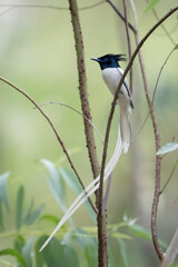 A White-tailed Paradise flycatcher Bird Perched in a Lush Forest Canopy