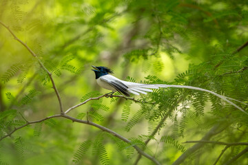 A beautiful male indian Paradise flycatcher dancing in forest 