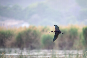 Glossy Ibis in Flight Over a Wetland