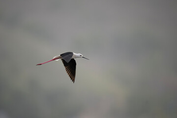Black-winged Stilt in Flight Over Wetlands
