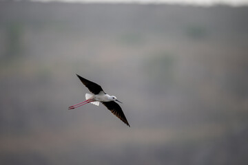 Black-winged Stilt in Flight Over Wetlands