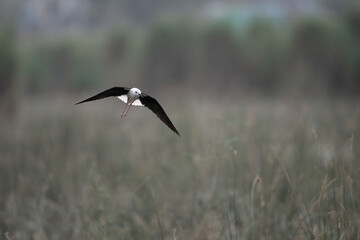 Black-winged Stilt in Flight Over Wetlands