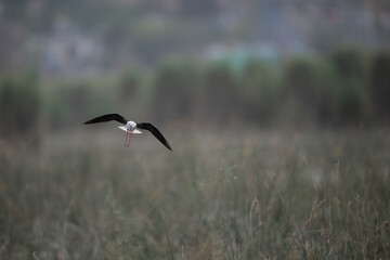 A black-winged stilt soars through a hazy, overcast sky.