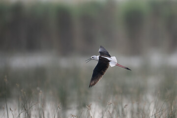 A black-winged stilt soars through a hazy, overcast sky.