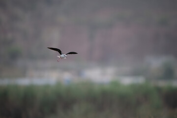 Black-winged Stilt in Flight Against a Misty Landscape