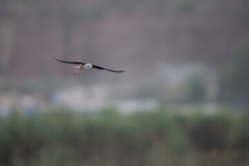 Black-winged Stilt in Flight Against a Misty Landscape