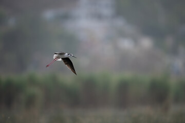Black-winged Stilt in Flight Against a Misty Landscape
