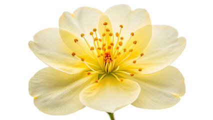 Fototapeta premium Close-up of a Pale Yellow Flower with Delicate Petals and Stamens