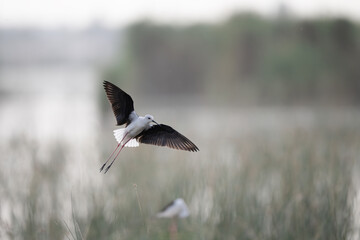 Black-winged Stilt in Flight Against a Misty Landscape