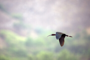 A glossy ibis soars gracefully through the air above a tranquil wetland.