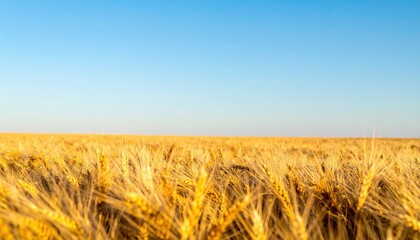 Obraz premium Harvesting wheat fields in a sunny landscape agricultural photography capture open sky environment