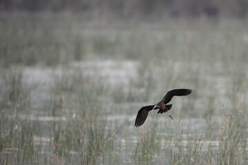 Glossy Ibis in Flight Over a Wetland