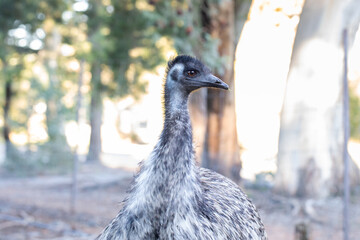Close-up of an emu near a wooden structure in natural habitat