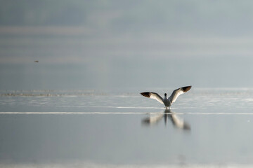 Pied avocet Bird on Calm Water, Peaceful Lakeside Scene