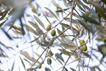 Olive tree branch with leaves in sunlight