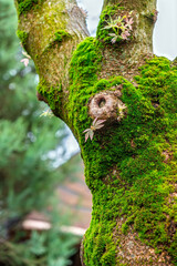 Tree trunk covered with vibrant green moss and delicate new leaf growth.Forest ecology.Natural rebirth: Fresh spring leaves emerging from moss-covered tree branch