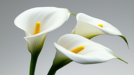 Obraz premium Three elegant white calla lilies with yellow centers and green stems