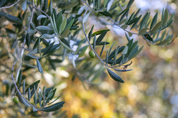 Olive tree branch with leaves in sunlight