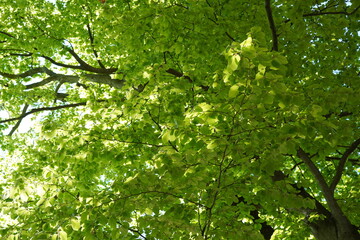 Teilaufnahme einer alten Buche (Fagus sylvatica) im Frühling