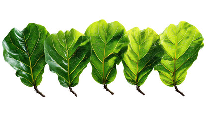 Assorted green leaves on a white background.