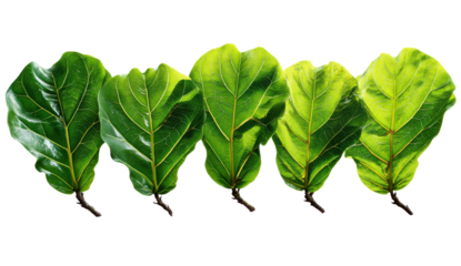 Assorted green leaves on a white background.