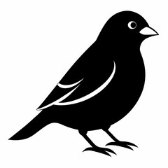 Graceful Canary Silhouette in Vector