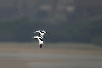 Pied avocet birds  in Flight Over a Misty Landscape
