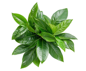 Lush Green Plant: Top view of a vibrant plant with glossy, emerald green leaves radiating outwards, showcasing the beauty and freshness of nature's design.