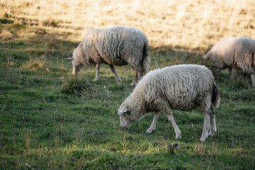 Sheeps in a meadow on green grass at sunset. Sheep grazing in a meadow in the mountains, Zakopane, Poland. A herd of sheep in the mountains.