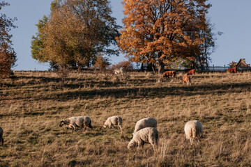 Sheeps at autumn meadow with beautiful trees on yellow and orange grass at sunset. A herd of sheep grazing in a meadow in the mountains, Zakopane, Poland