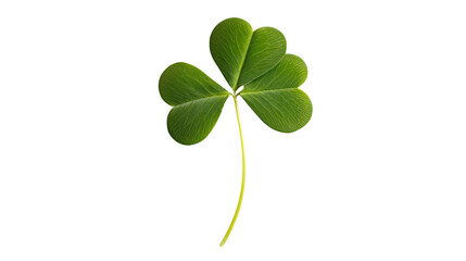 Four Leaf Clover Shamrock Isolated on White Background for St. Patrick's Day Design