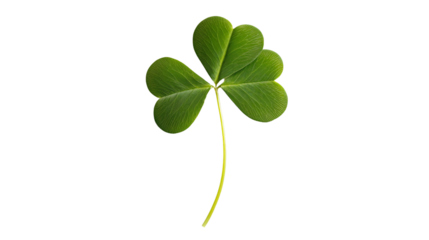 Four Leaf Clover Shamrock Isolated on White Background for St. Patrick's Day Design