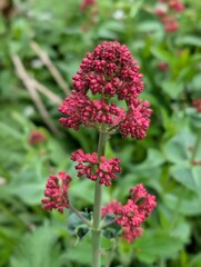 Closeup of Red Valerian flowers (Centranthus ruber)